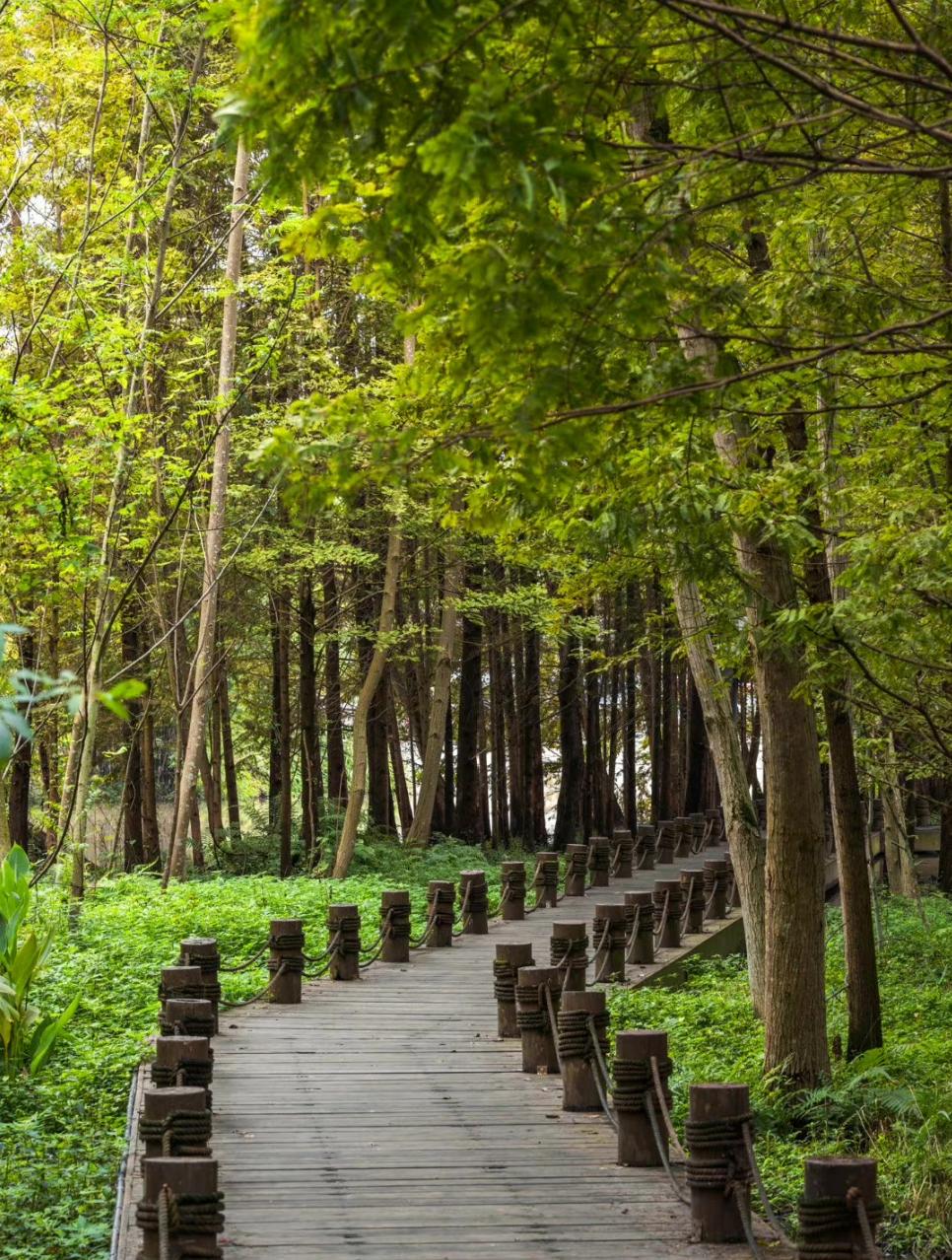 成都杨溪湖湿地公园位置,成都青龙湖湿地公园位置