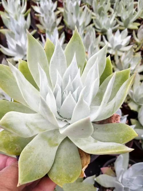 多肉仙女杯喜欢阳光吗,苹果叶仙女杯多肉如何养护