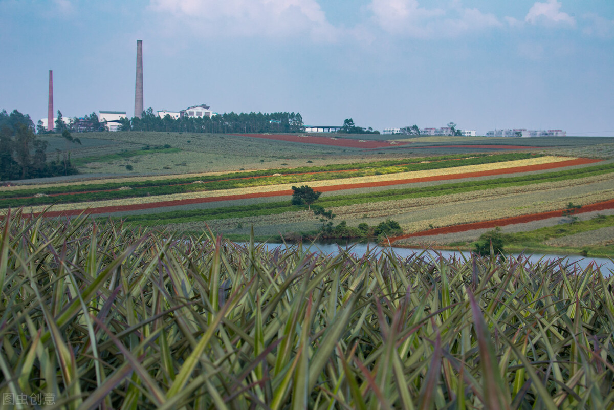 广东湛江一年四季水果名单,湛江特色水果介绍