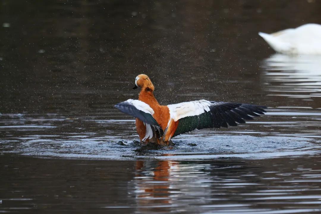 佳能eosr跟rp哪个好,佳能eosr3发布视频