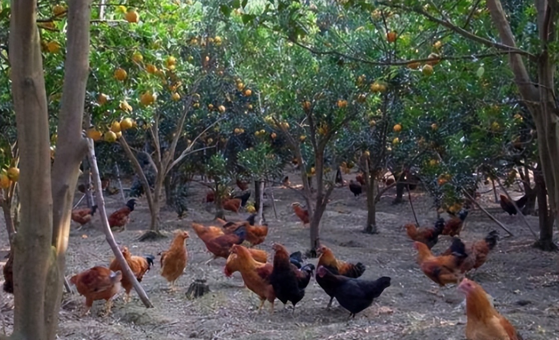 林下养鸡为何没人干了,农村林下养鸡为何如此迅速淘汰