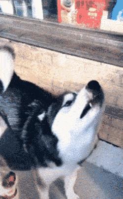 路遇恶犬应该如何自救,遇恶狗攻击保命妙招