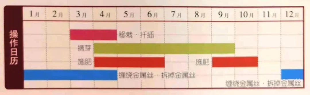 舍利红豆杉盆景,红豆杉老桩盆景怎么修剪