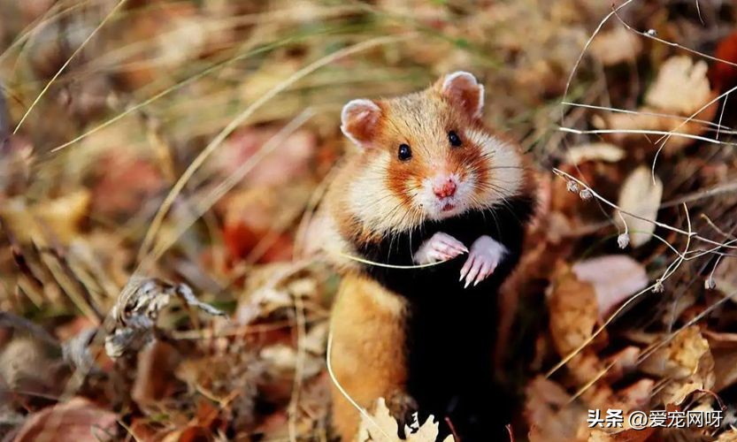 饲养仓鼠对人体有哪些危害,饲养仓鼠一般温度在多少度