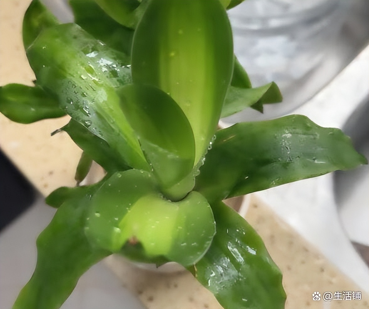 巴西木养殖方法与注意事项,巴西木秋季的养殖方法和注意事项