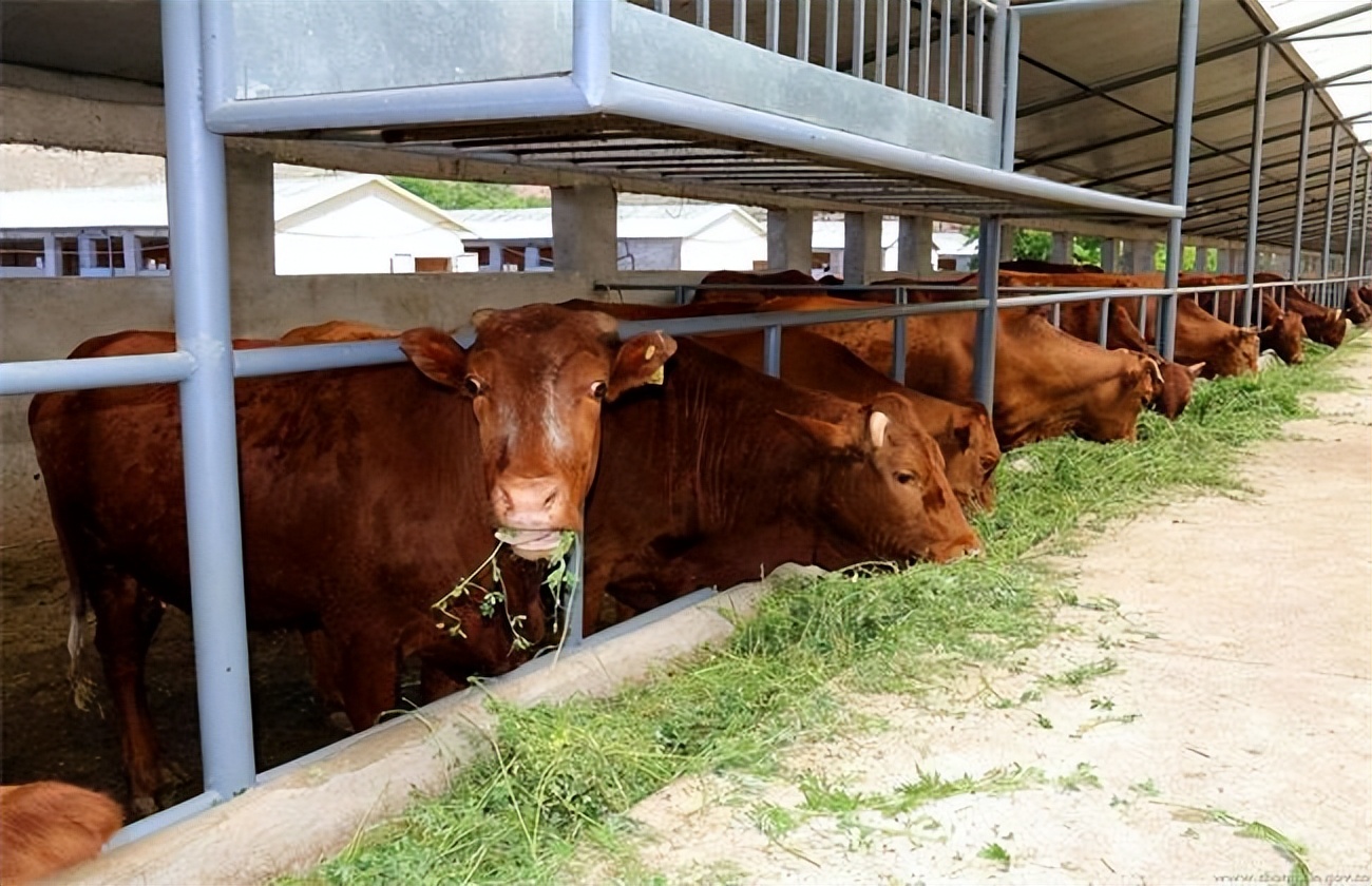 养牛喂草料的方法和技巧视频,小型养牛场喂牛最省事的方法