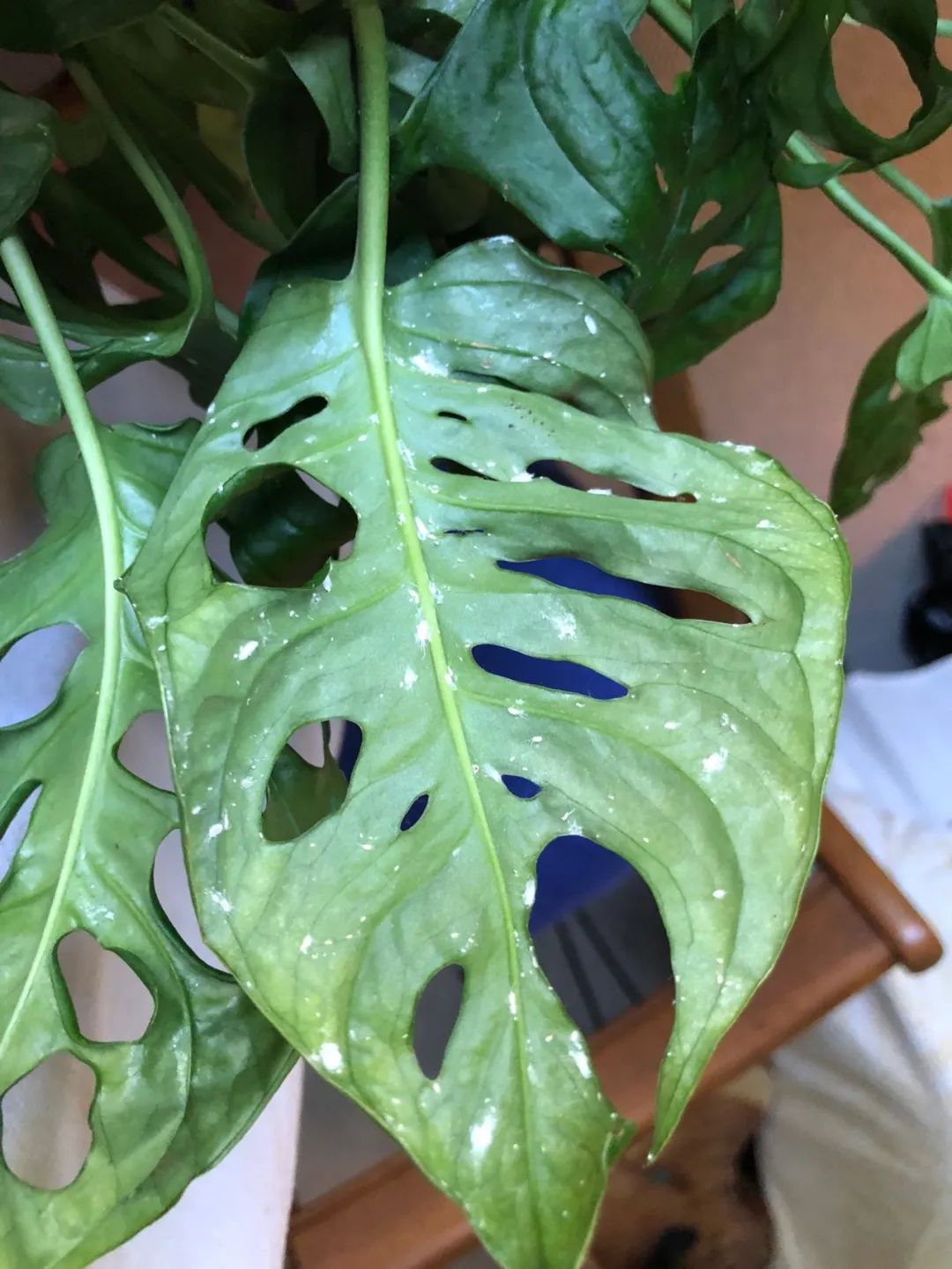 什么植物最爱招蚧壳虫,蚧壳虫会把绿植主干危害成啥样子