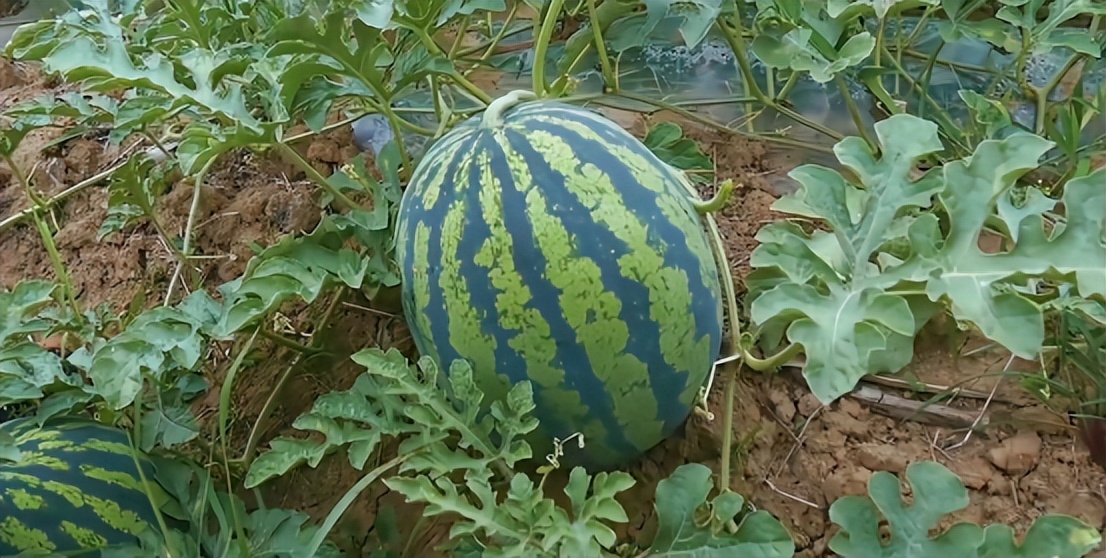 氯氰菊酯对西瓜幼苗根系有影响吗,嫁接西瓜苗根系不好怎么办