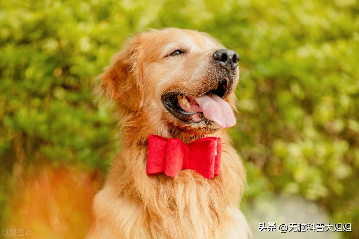 狗狗是如何社交的,什么是狗狗的有效社交