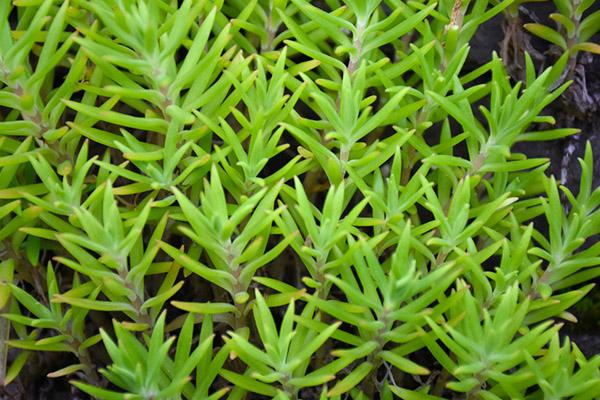 清明期间开的野花有哪些,清明节野花