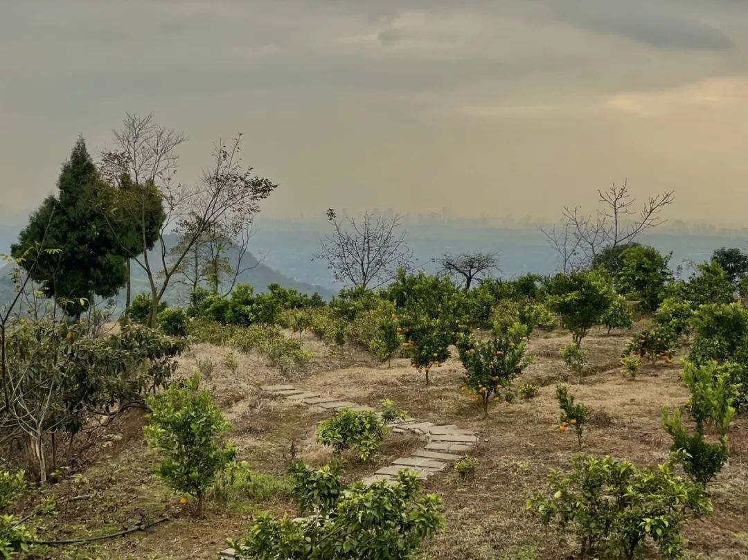 成都旅游豌豆尖,成都仰天窝近郊爬山推荐