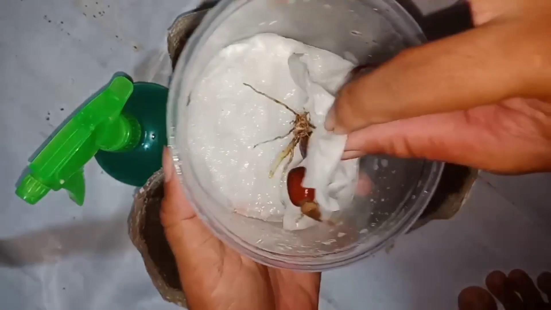 印尼蛇皮果是什么东西,顺丰包邮印尼蛇皮果稀有果