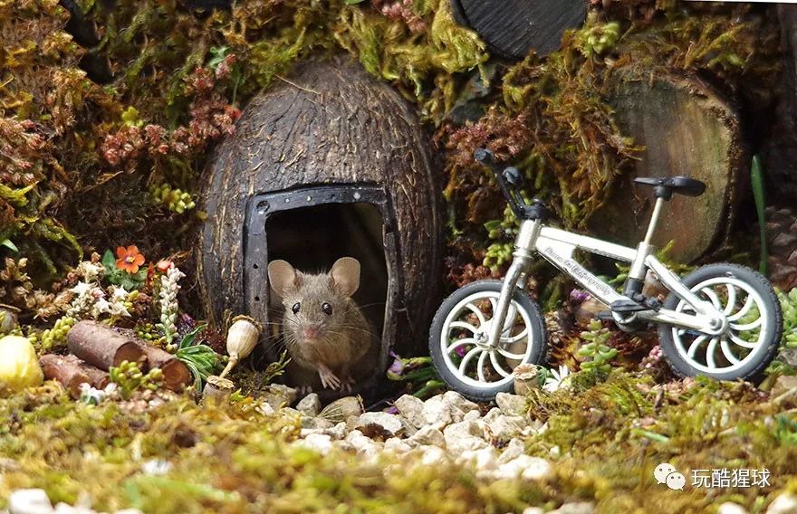 幸福的老鼠视频,幸福的老鼠原视频