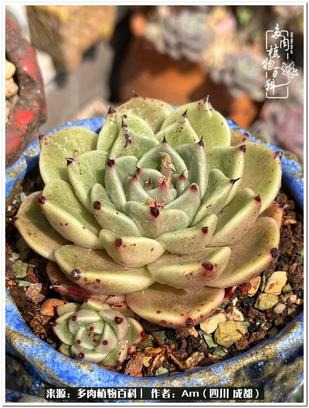 多肉小盆友生活多姿多彩,多肉小精灵福享不停