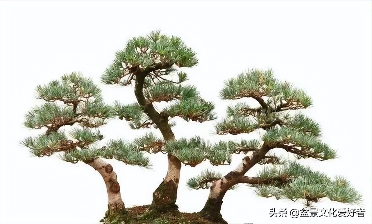 盆景枝条蟠扎后如何正确拿弯,大型松树盆景拿弯过程视频