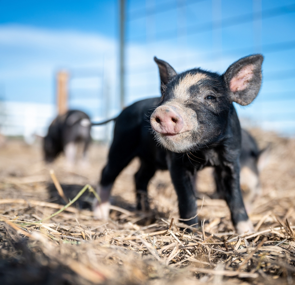 松辽黑猪的养殖前景,黑猪养殖与白猪养殖的区别