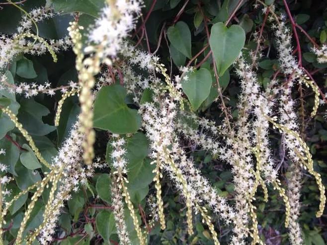 花草种类名称介绍,各种各样的花草名称大全