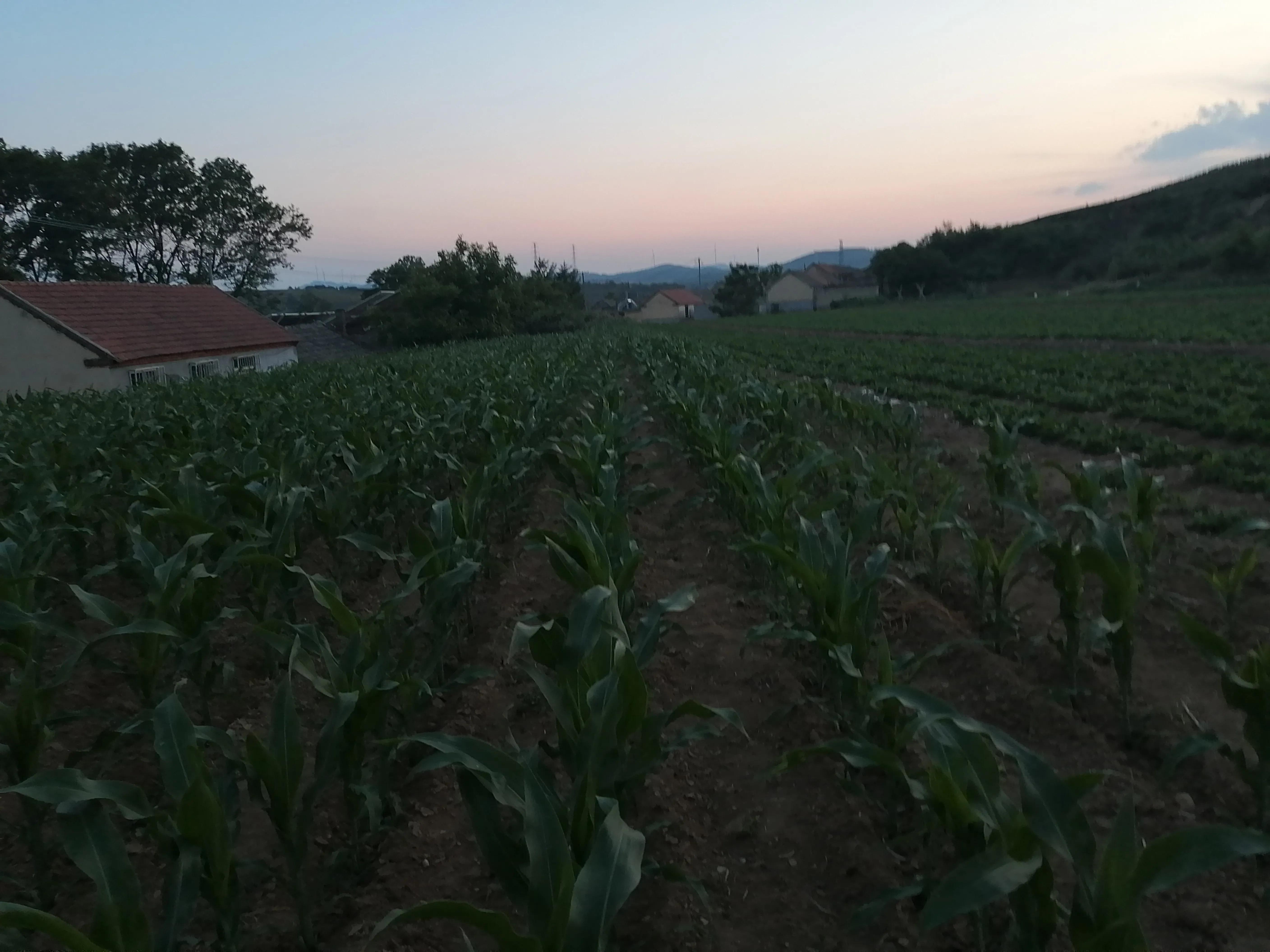 傍晚的乡村,傍晚的乡村如诗如画