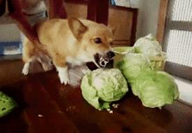 老婆承认出轨认错了,老婆出轨认错了该原谅她吗