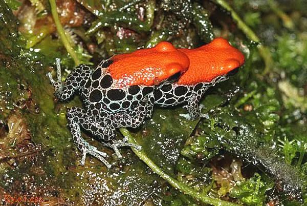 委内瑞拉纸币连号,委内瑞拉纸币演变