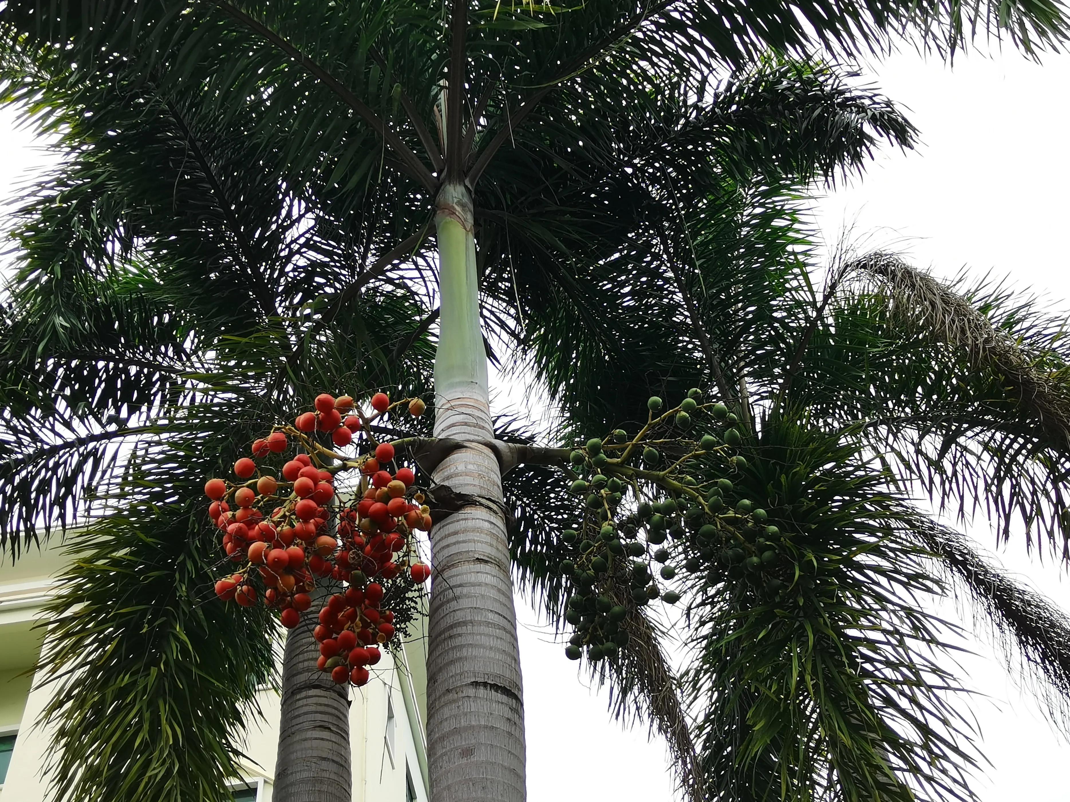 冬天海南风景视频,冬季的海南