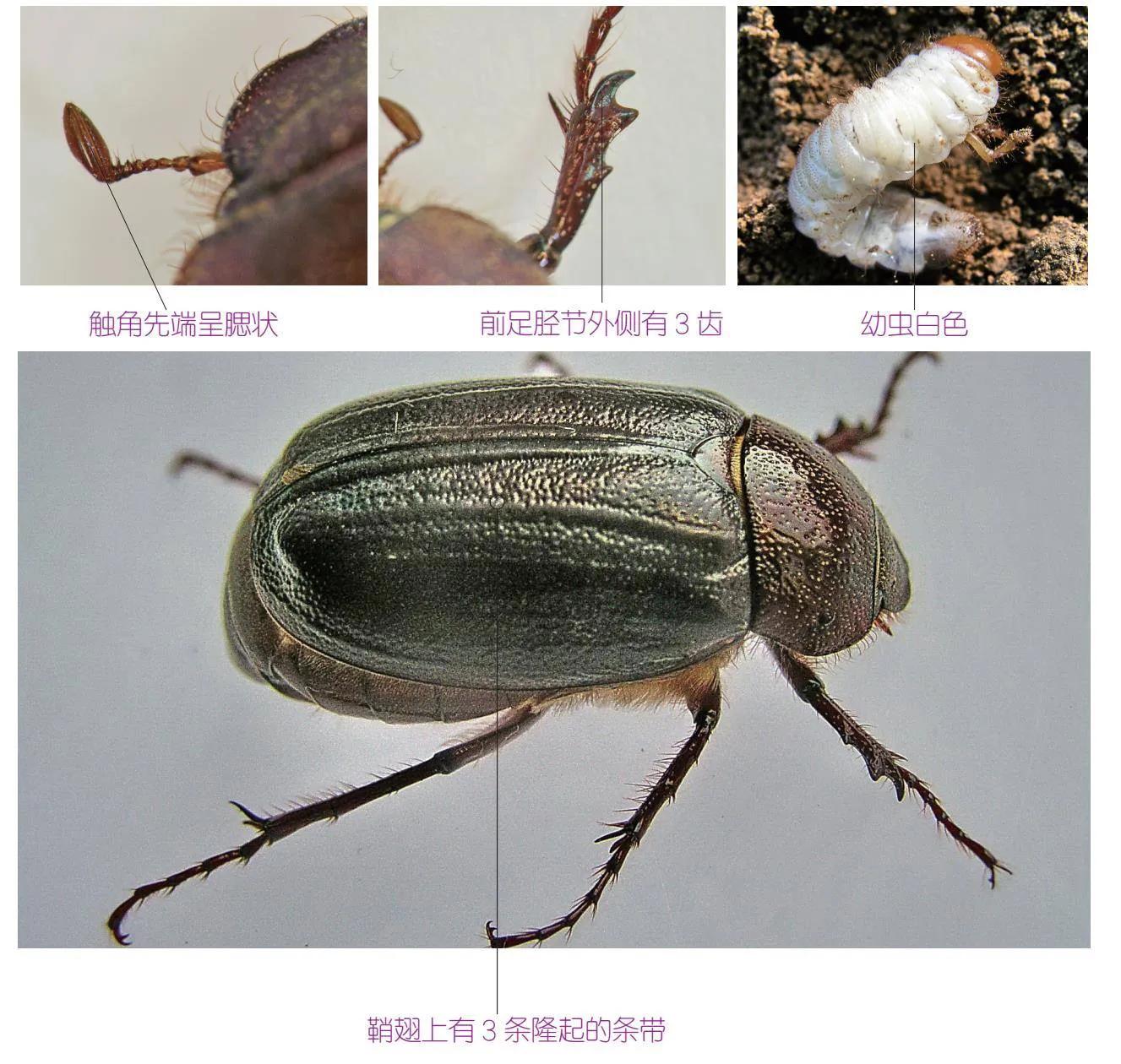 30种可以吃且美味的虫子图,33种昆虫图片大全