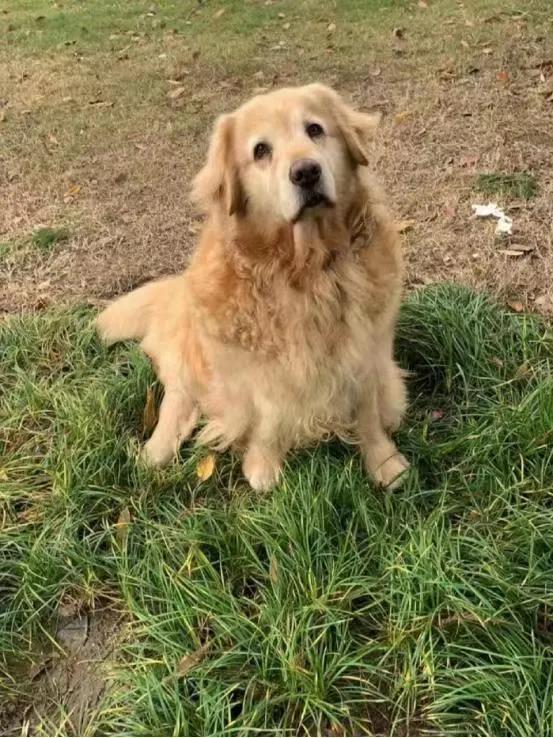 金毛肿瘤还能活多久,金毛长肿瘤怎么办