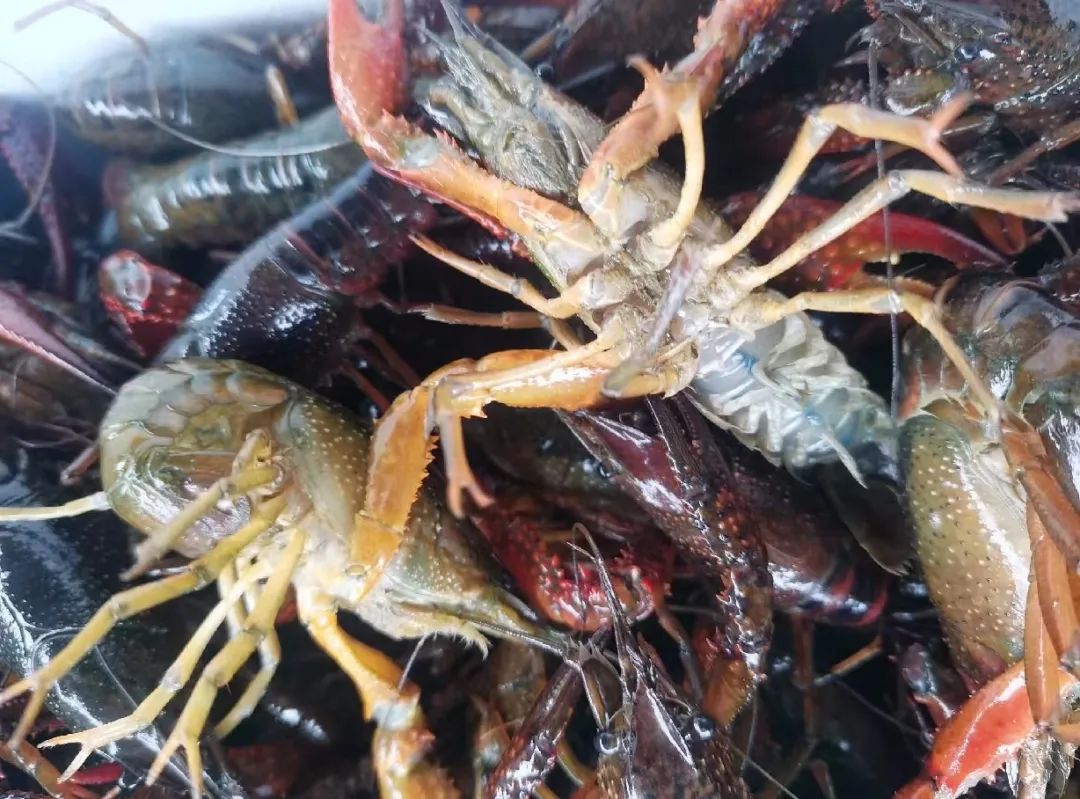 全国小龙虾之乡名不虚传,小龙虾之乡最新消息