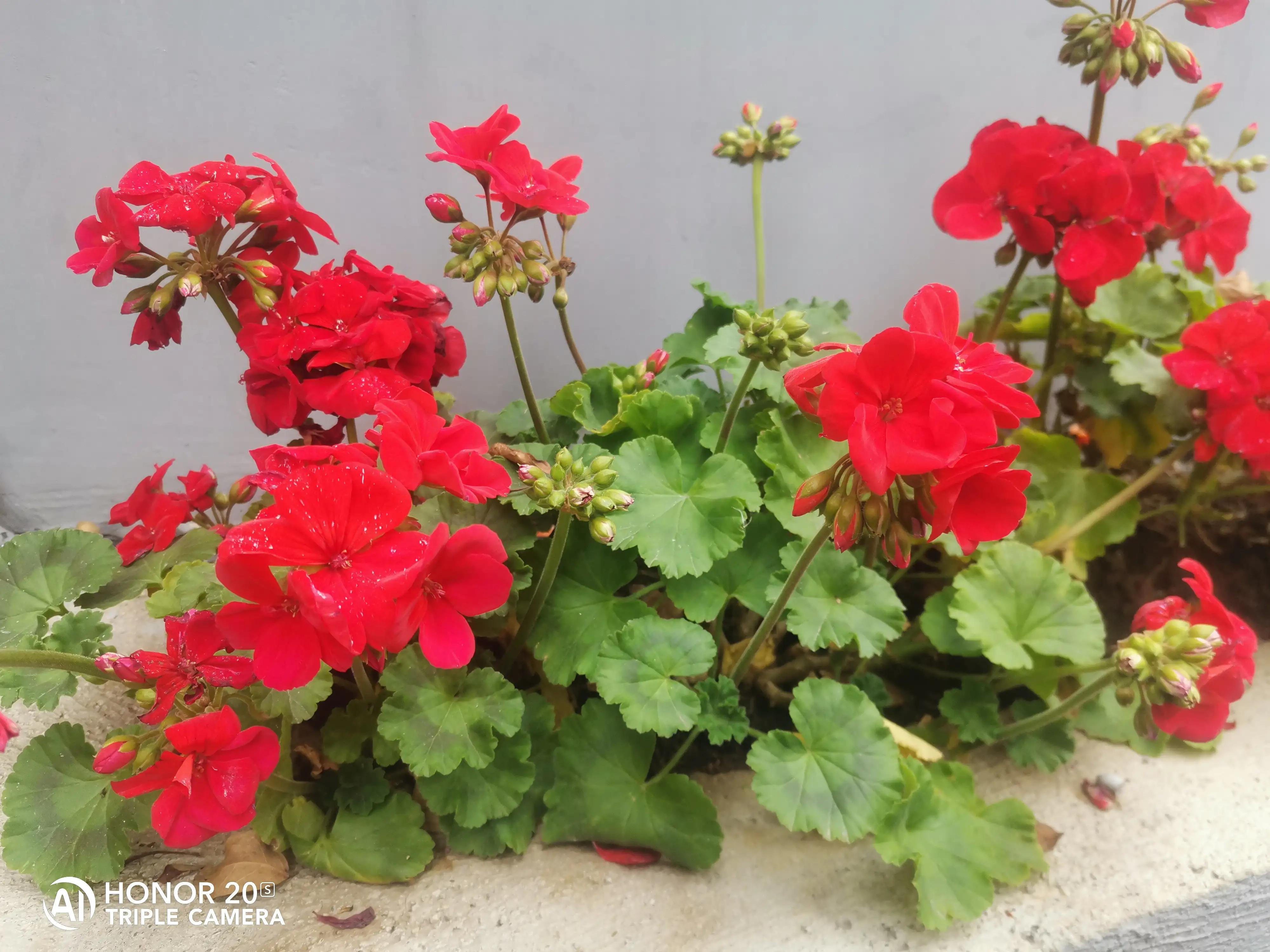 德育学堂小学版四年级上册,小学六年级上学期德育工作总结