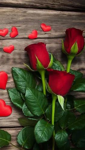 520浪漫玫瑰花壁纸,红玫瑰花壁纸大图