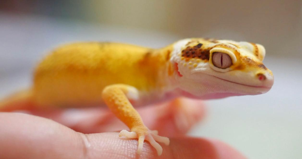 壁虎现实有那么毒么,人畜无害的壁虎为什么会列入五毒