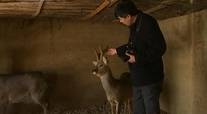 吉林男子救助傻狍子,吉林男子救助动物