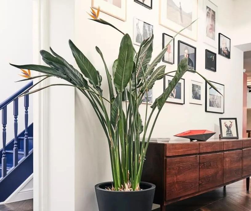 搬家送绿植应该送两棵还是一棵,搬家送什么绿植比较合适