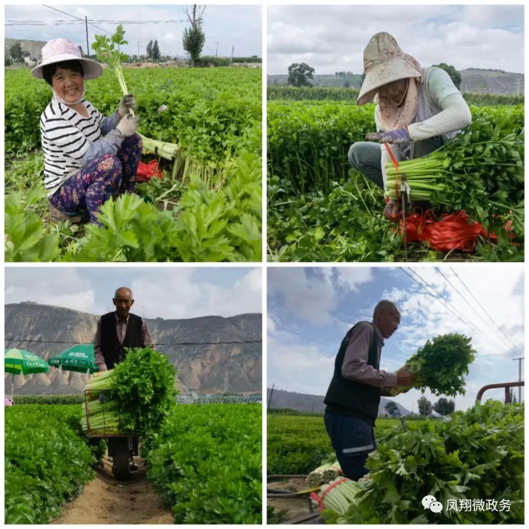 高原夏菜一亩利润,高原夏菜挣钱吗