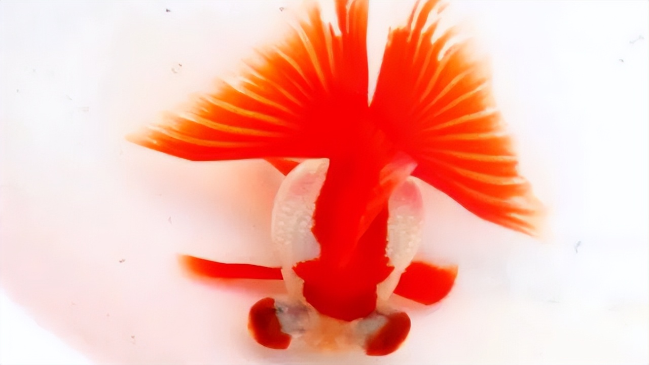 比较容易养的观赏鱼有哪些品种,适合懒人养的观赏鱼多有哪些品种