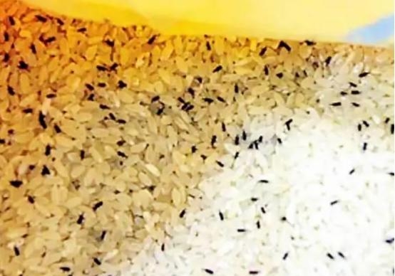 大米生虫不能晒怎么办,大米生虫有何办法