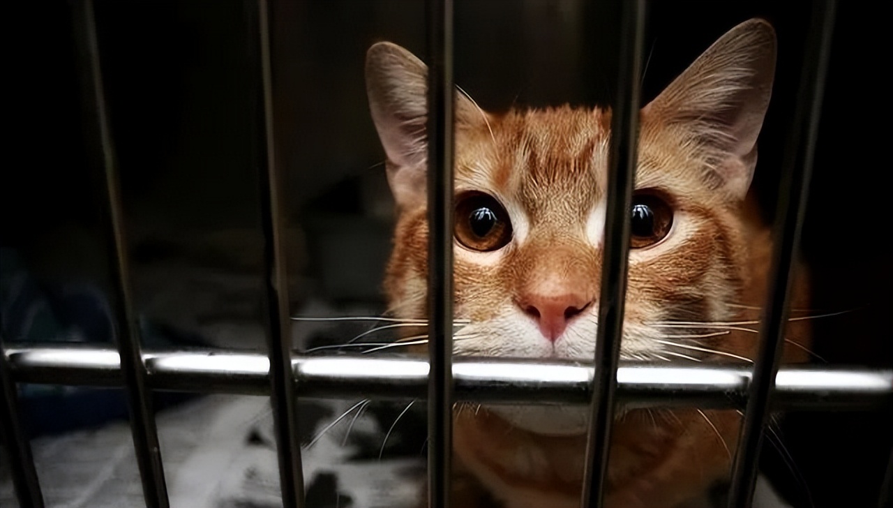 QQ大规模封停涉嫌*杀虐**动物账号；汶川幸存少年长大后成全职公益人