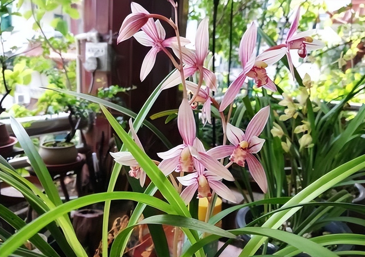 旧筷子可别当垃圾扔了,养花小技巧旧筷子再利用