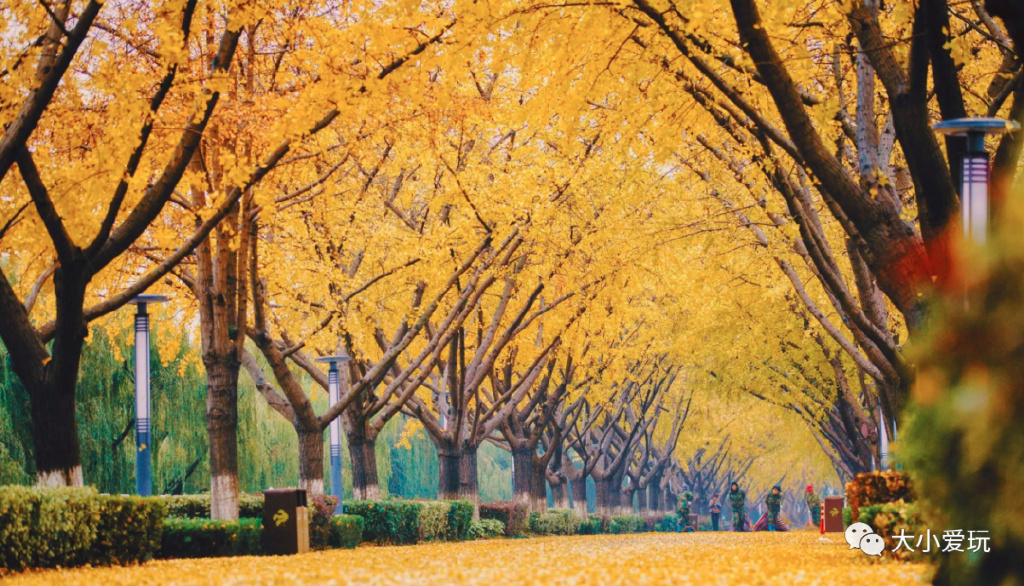 银杏最美的地方,金秋十月最美的银杏