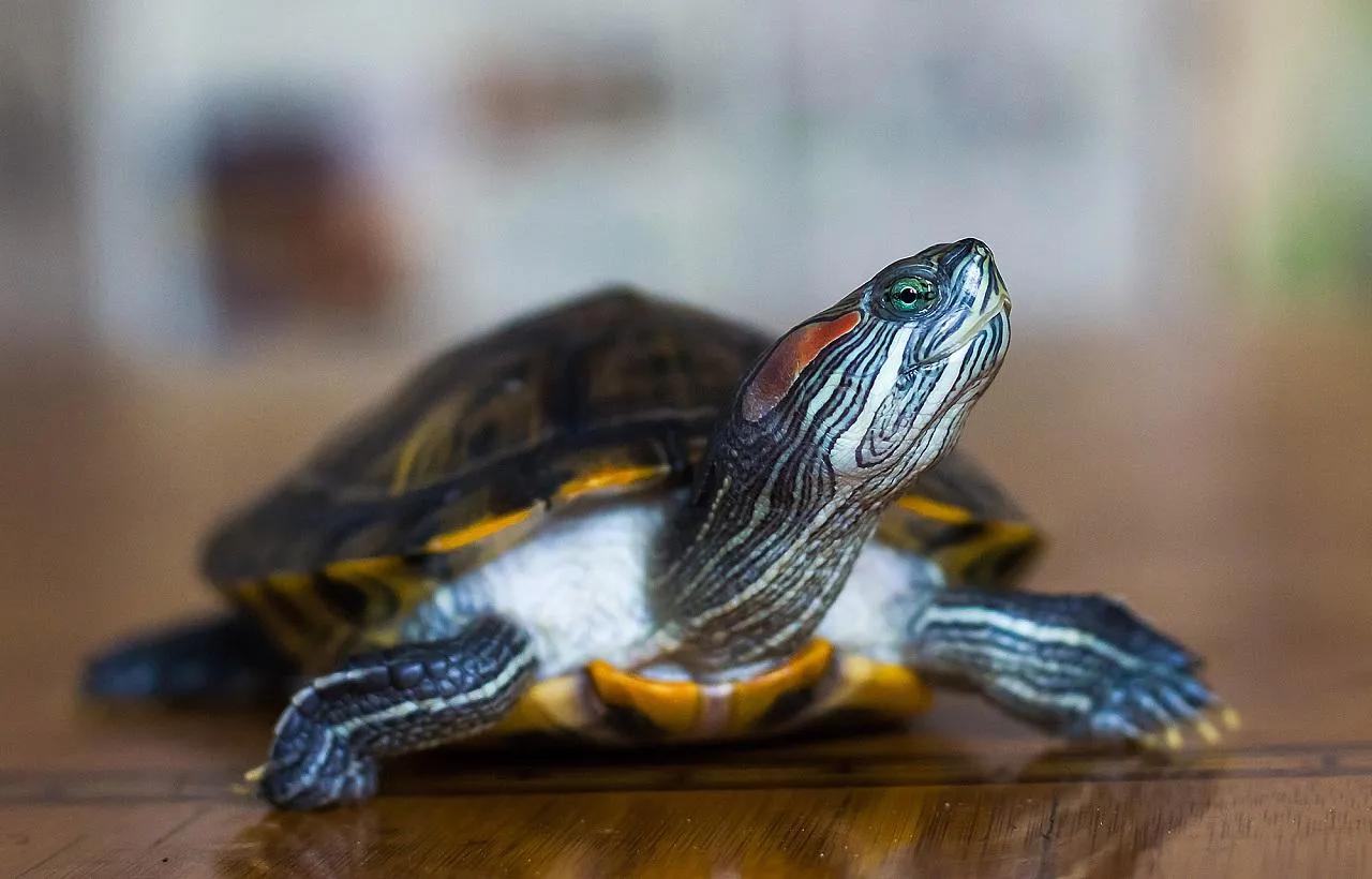 可爱的小乌龟优秀作文1000字,写小乌龟的优秀作文