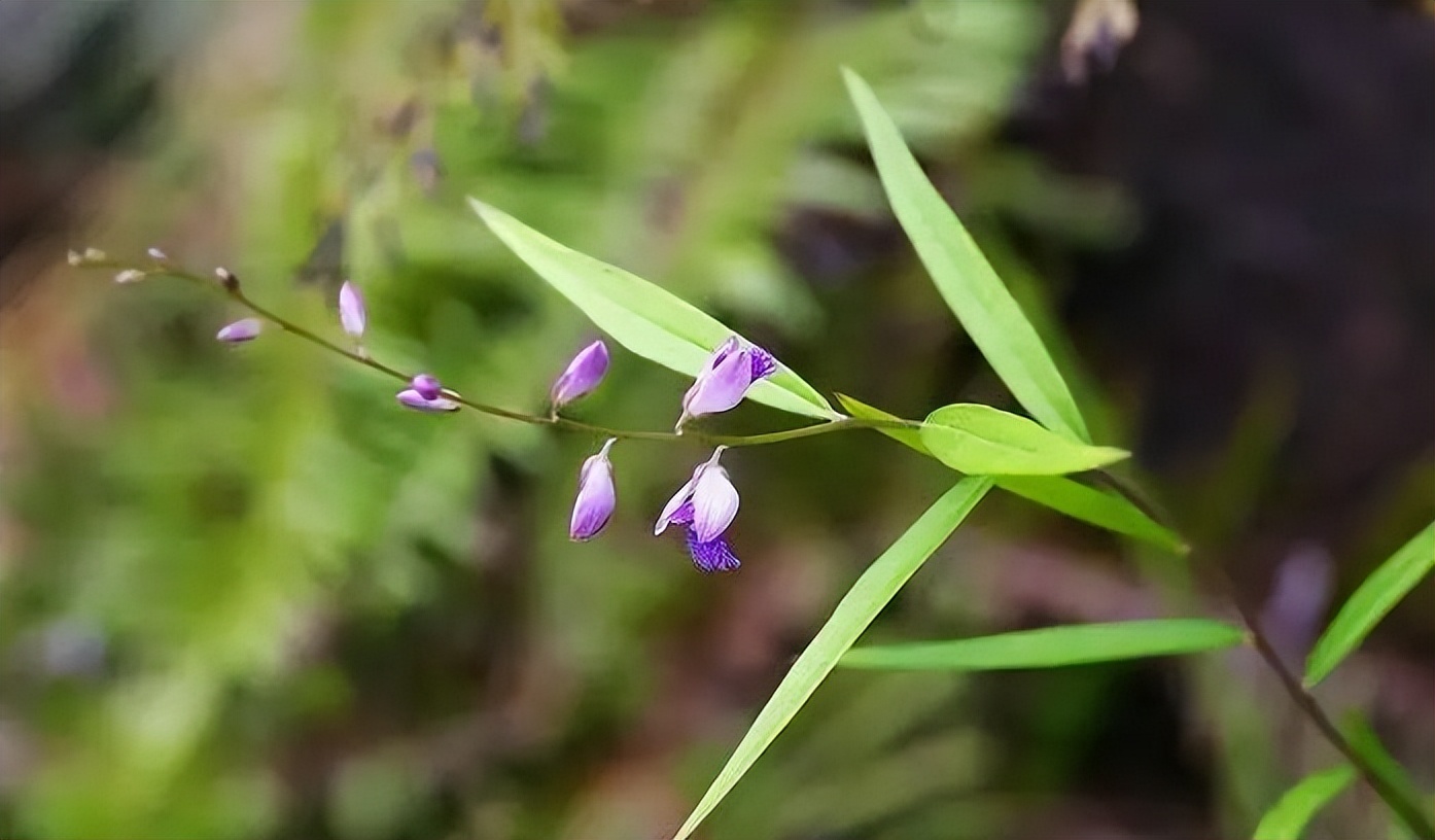 植物识别小口诀，总结的太全了！