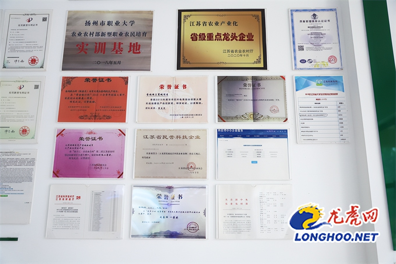 小鸽子创业,小鸽子成长之路