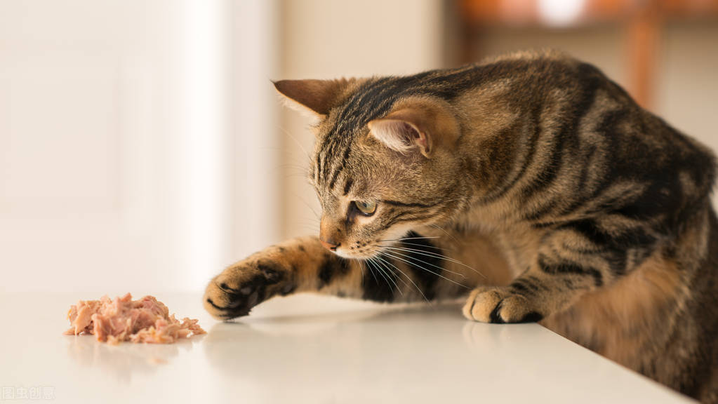 小母猫发情期，优秀铲屎官务必知晓的几个细节
