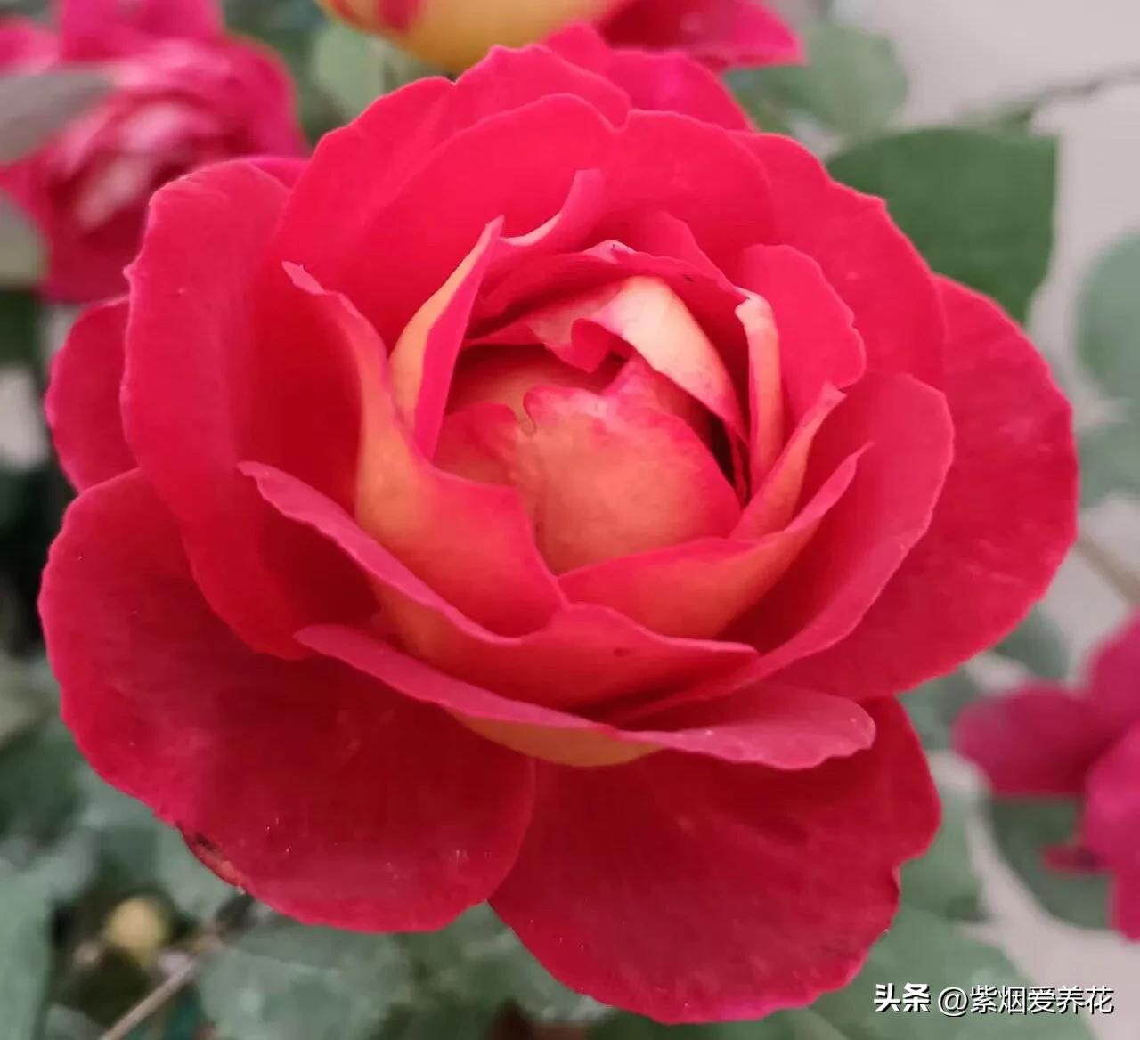 我不禁问自己,靠卖花能攒够钱买高合HiPhiY吗?