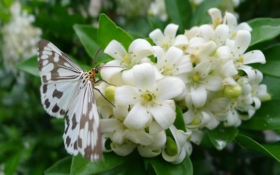居家养千里香还是夜来香,居家可以养千里香