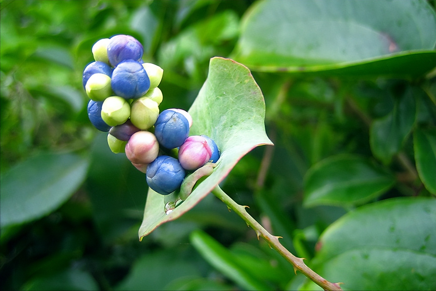 蛇最怕什么农村怎么防蛇,蛇最怕什么东西驱赶
