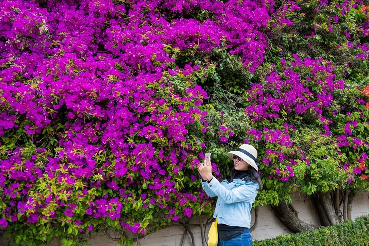 巴西紫三角梅开花后修剪,巴西三角梅盆栽花苗四季开
