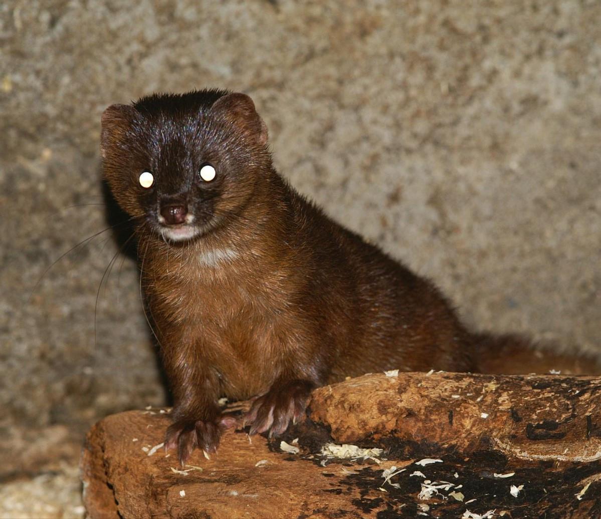 钓鱼佬被抢劫,湖北一钓友常被黄鼠狼“打劫”