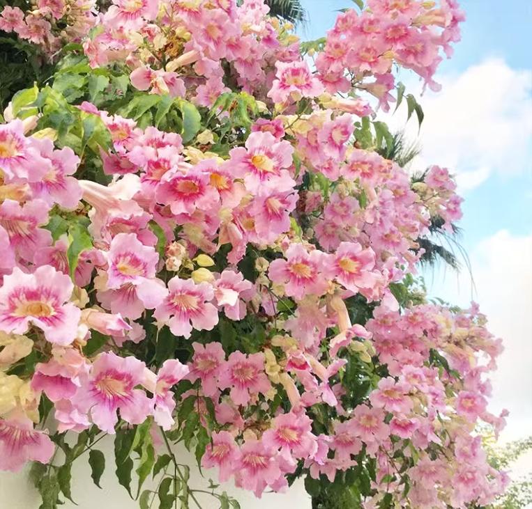 凌霄花几年能爬满花架,夏季盆栽凌霄花怎么养