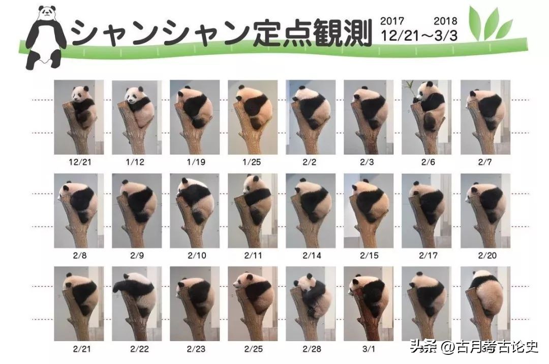 旅日大熊猫回国日本人反应,四只旅日大熊猫陆续归国